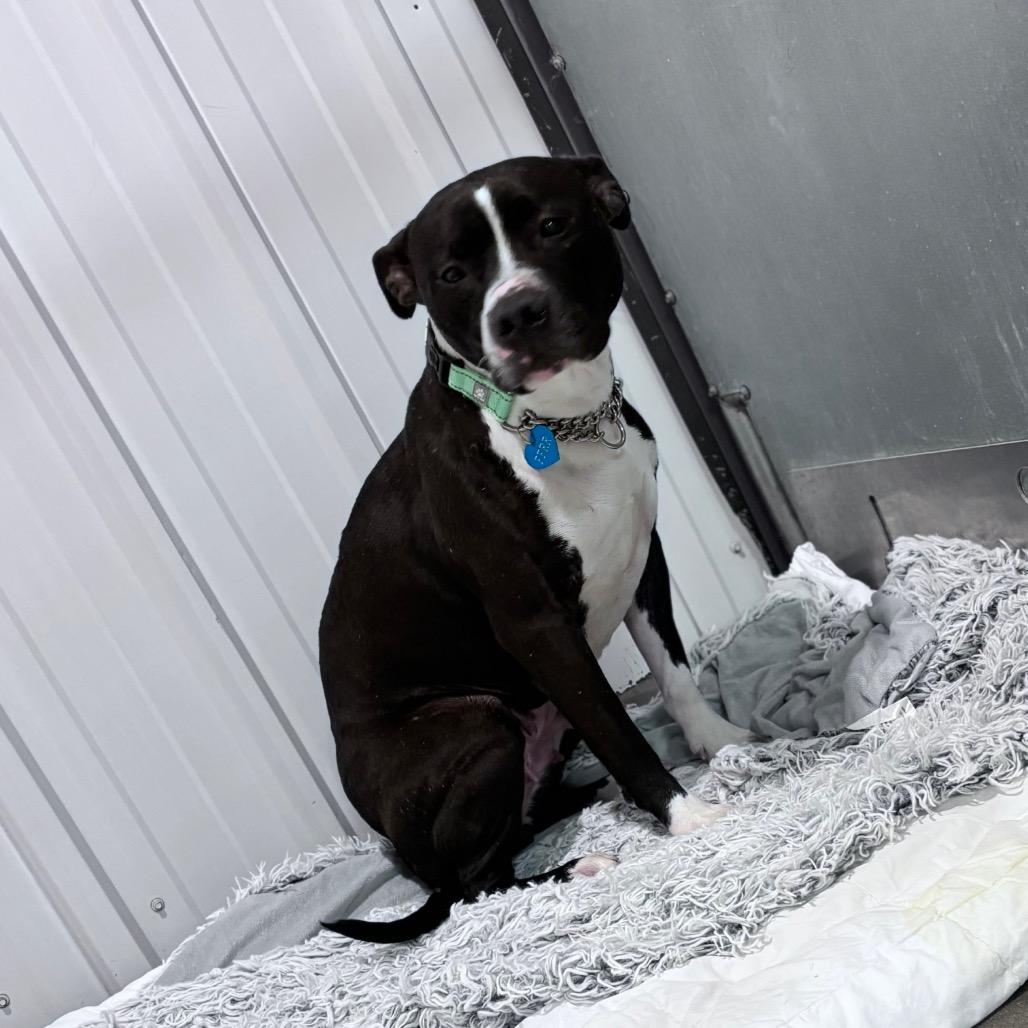 Enlarge Minnie, a Adoptable Mixed Breed in Bismarck, ND image 2/6