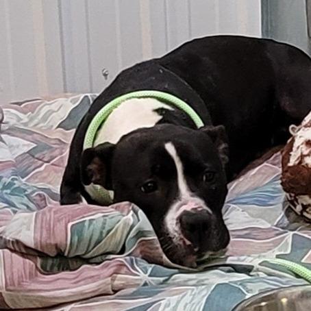 Enlarge Minnie, a Adoptable Mixed Breed in Bismarck, ND image 3/6