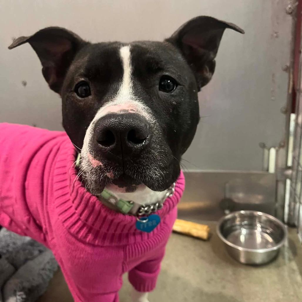 Enlarge Minnie, a Adoptable Mixed Breed in Bismarck, ND image 4/6