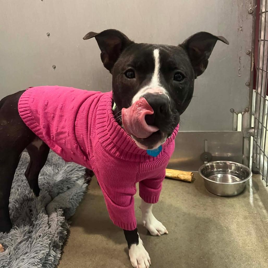 Enlarge Minnie, a Adoptable Mixed Breed in Bismarck, ND image 5/6