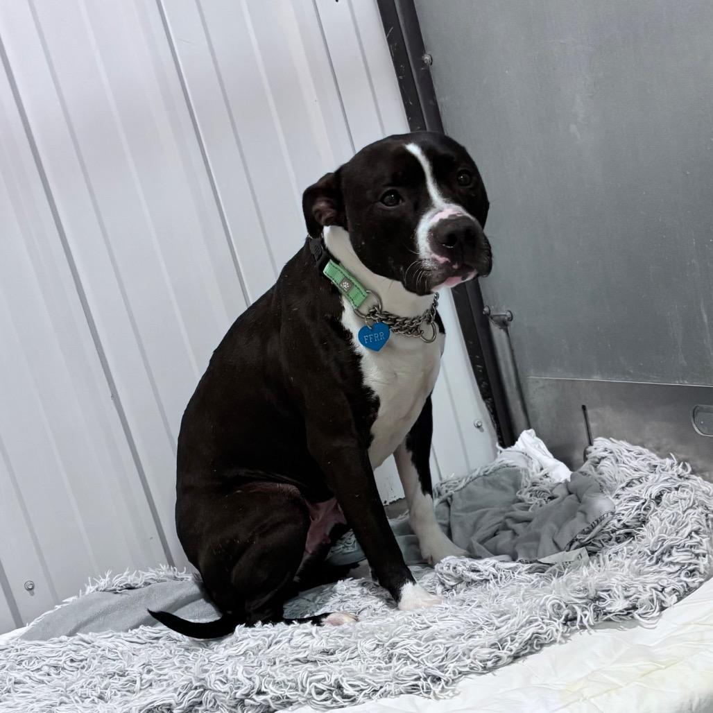 Enlarge Minnie, a Adoptable Mixed Breed in Bismarck, ND image 6/6