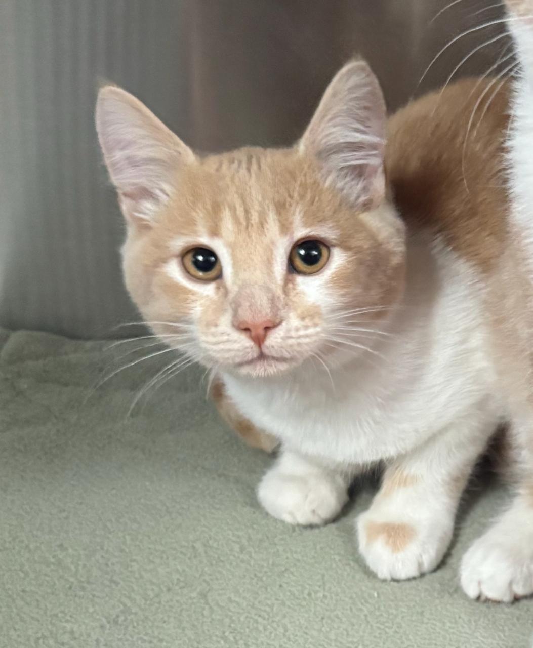 Cosmos, an adoptable Domestic Short Hair in St Stephen, NB, E3L 2X2 | Photo Image 1