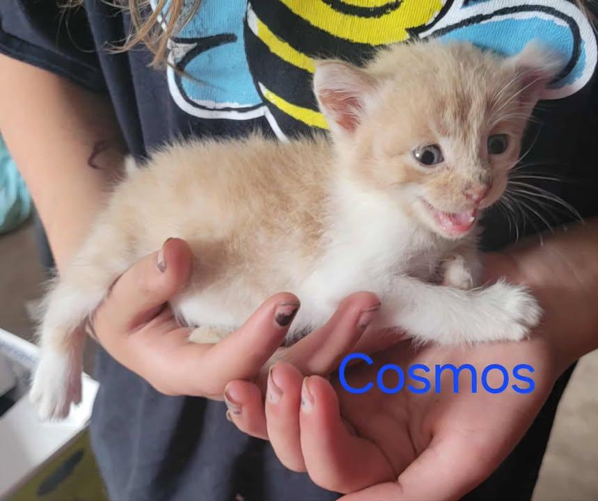 Cosmos, an adoptable Domestic Short Hair in St Stephen, NB, E3L 2X2 | Photo Image 2