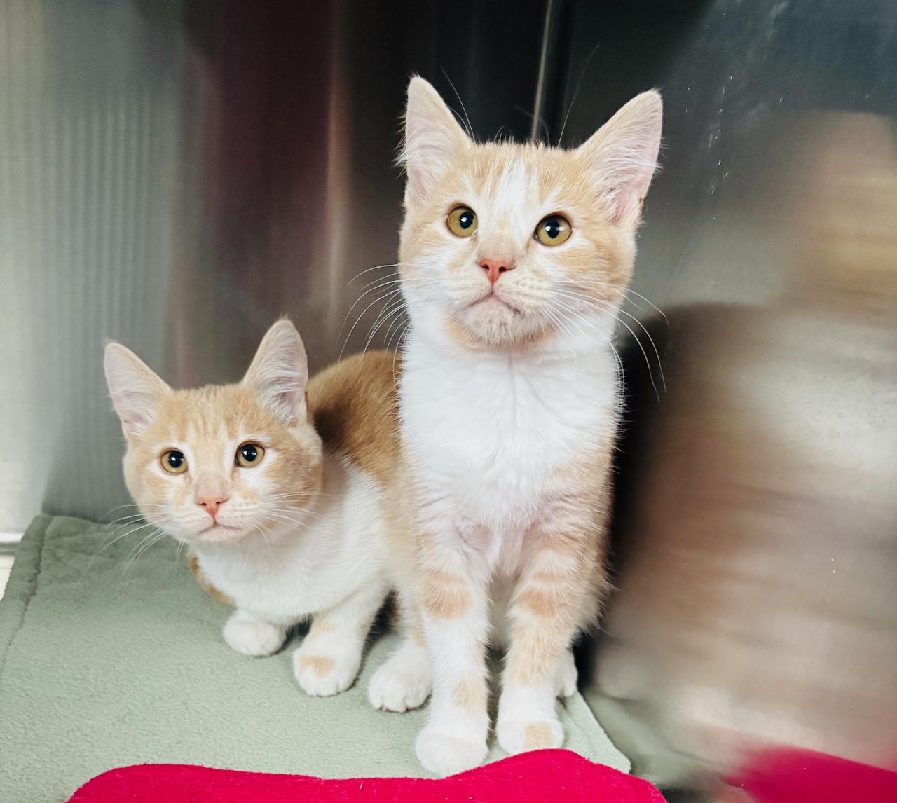 Cosmos, an adoptable Domestic Short Hair in St Stephen, NB, E3L 2X2 | Photo Image 3