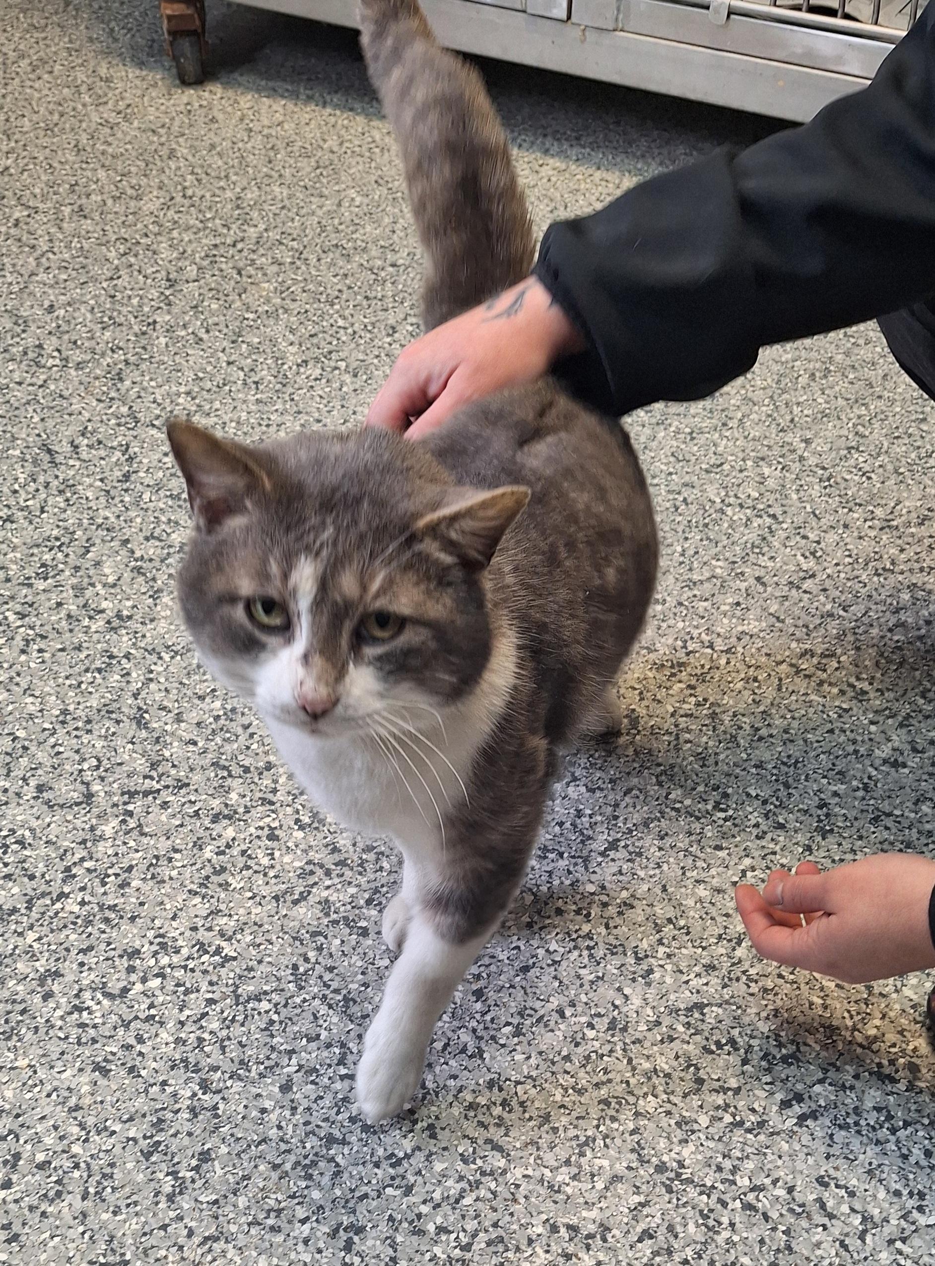 Atlas - a Big fella, ADOPTABLE, Adult Male Domestic Short Hair.