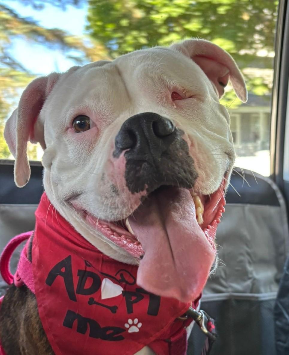 Winnie, Adoptable, Young Female American Bulldog.