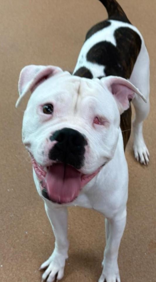 Winnie, a Adoptable mixed breed in Norwalk, CT image 6/6