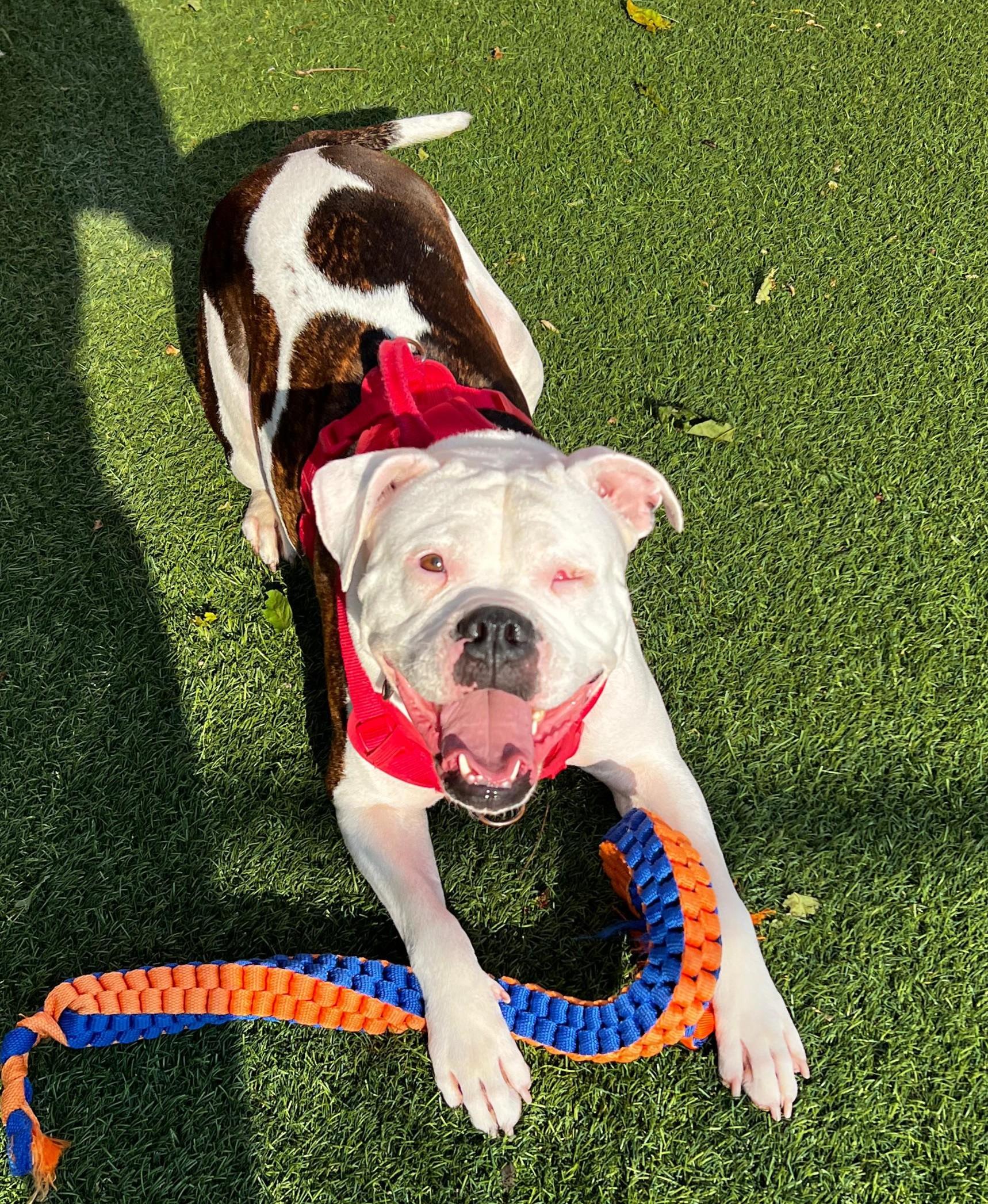 Winnie, a Adoptable mixed breed in Norwalk, CT image 2/6