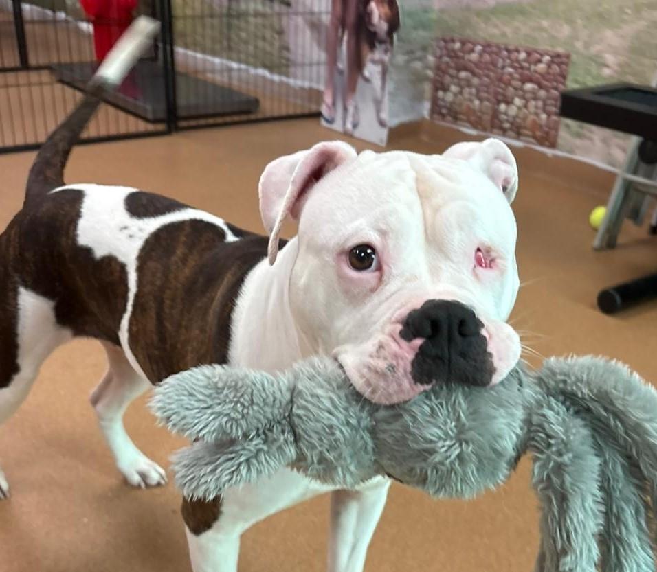 Winnie, a Adoptable mixed breed in Norwalk, CT image 5/6