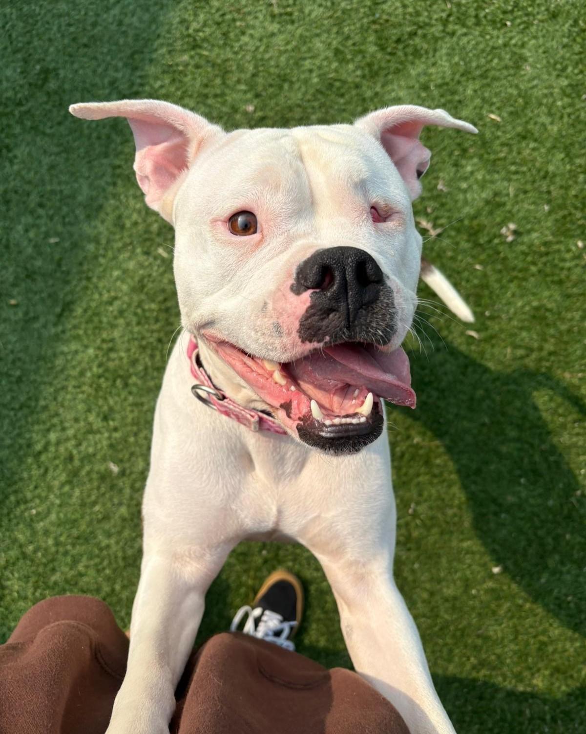 Winnie, a Adoptable mixed breed in Norwalk, CT image 4/6