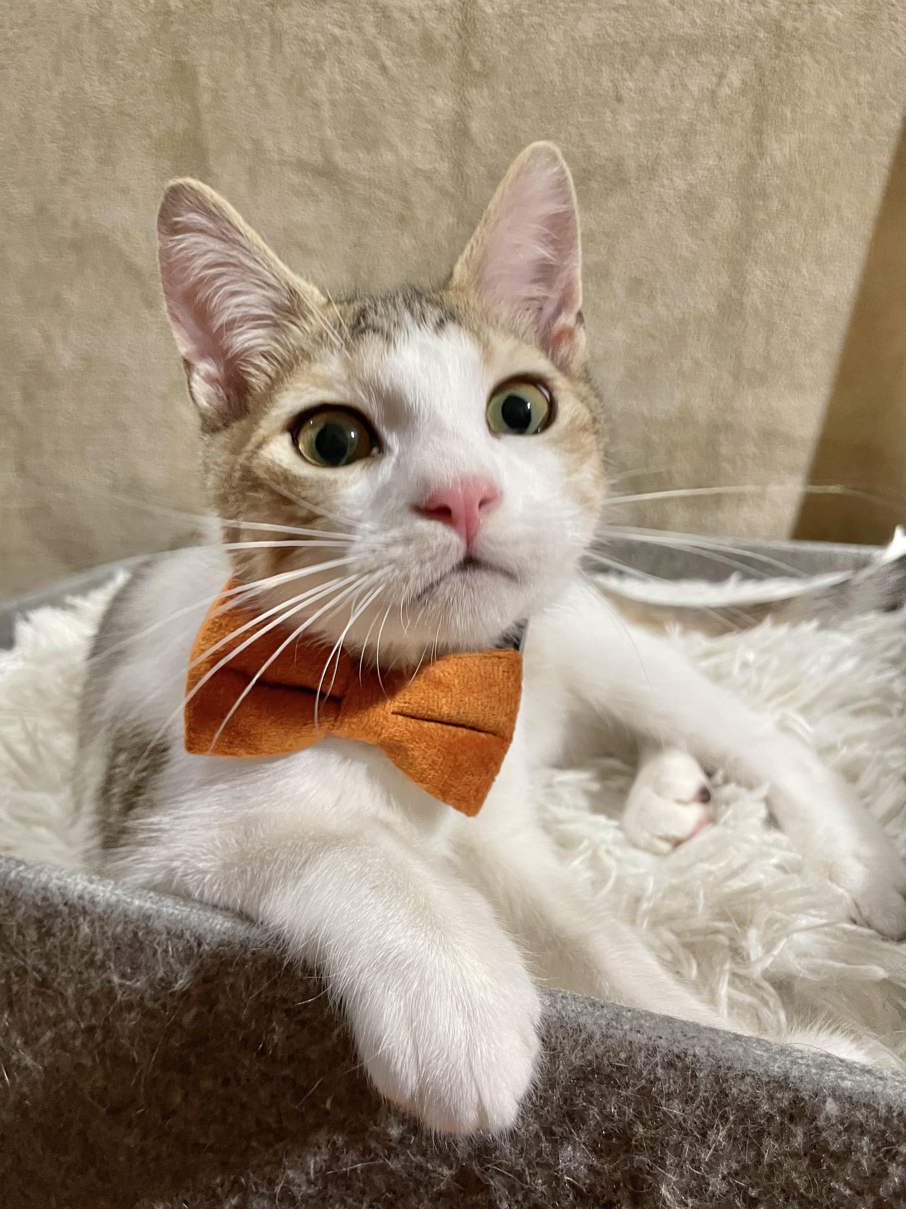 Enlarge Notorious C.A.T., a ADOPTABLE Domestic Short Hair in Bayside, NY image 2/6
