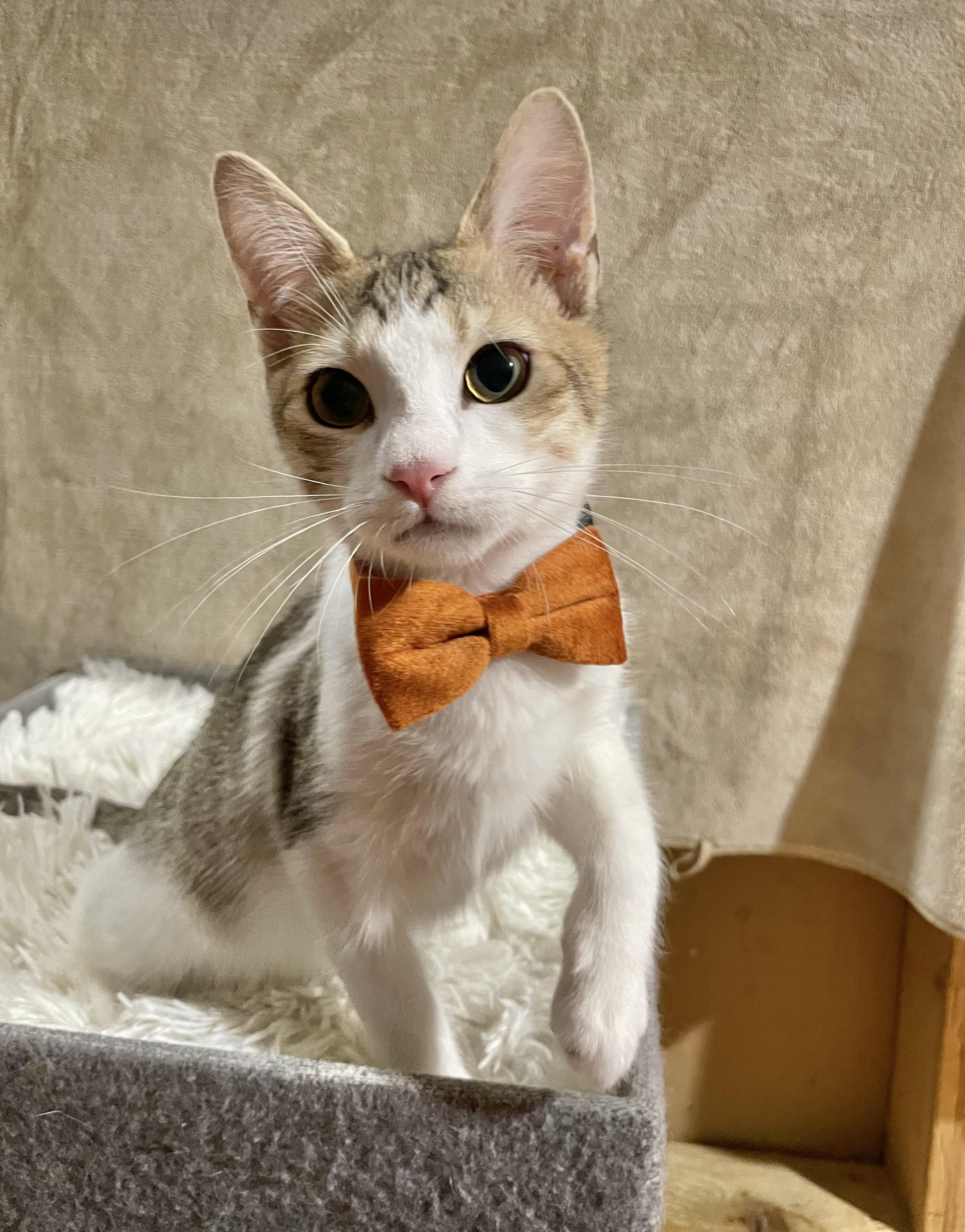 Enlarge Notorious C.A.T., a ADOPTABLE Domestic Short Hair in Bayside, NY image 3/6