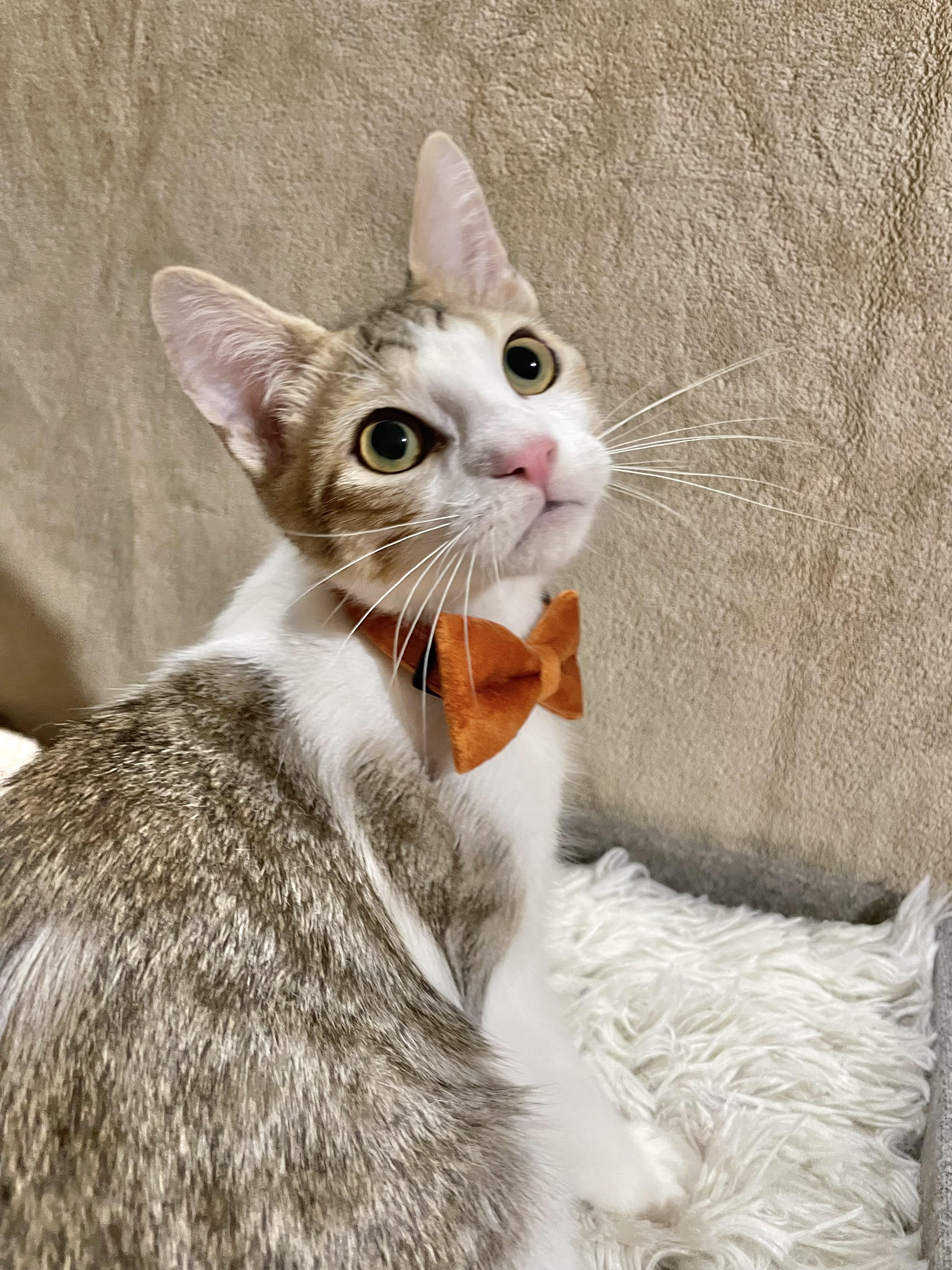 Enlarge Notorious C.A.T., a ADOPTABLE Domestic Short Hair in Bayside, NY image 1/6