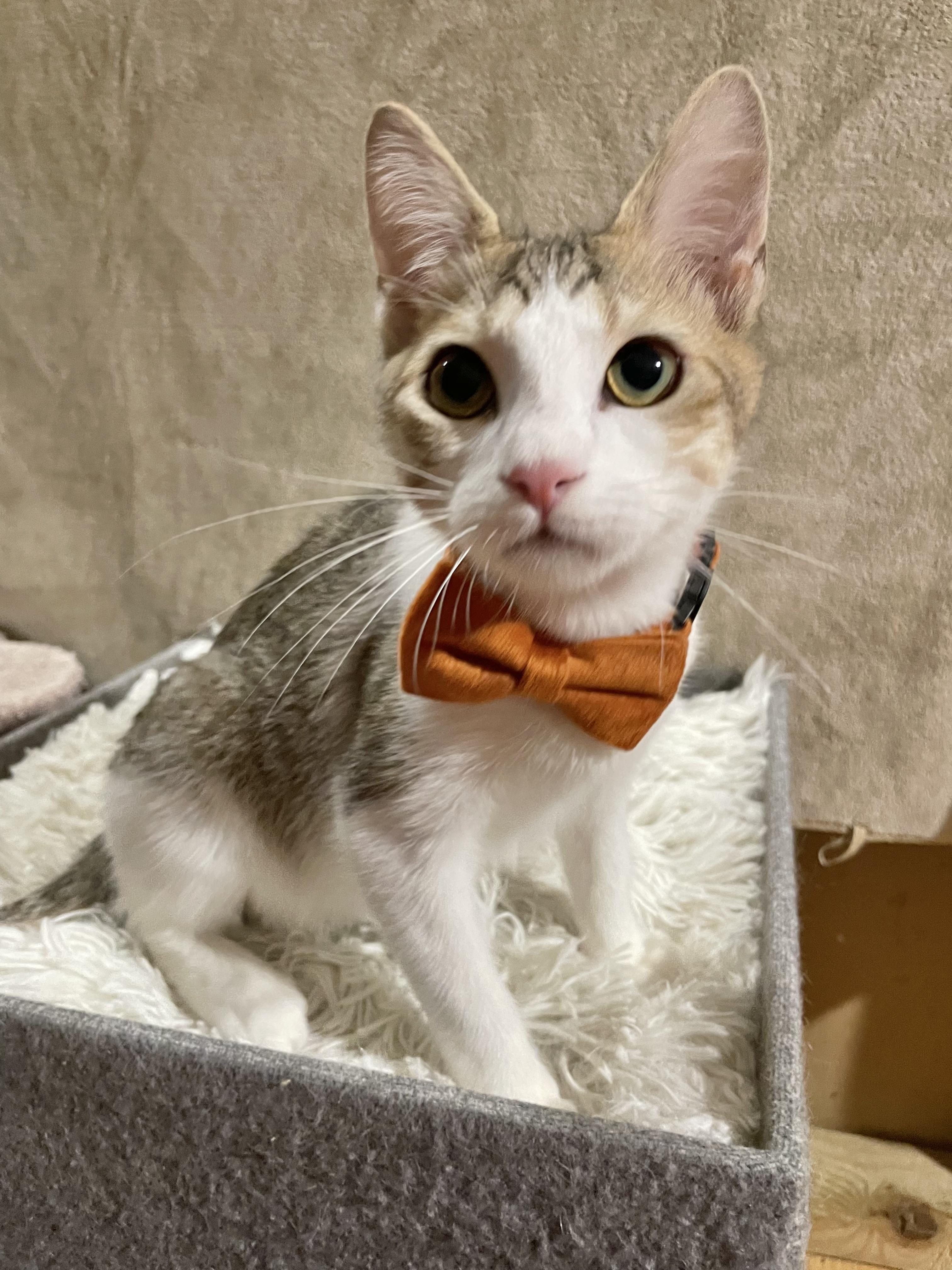 Enlarge Notorious C.A.T., a ADOPTABLE Domestic Short Hair in Bayside, NY image 4/6