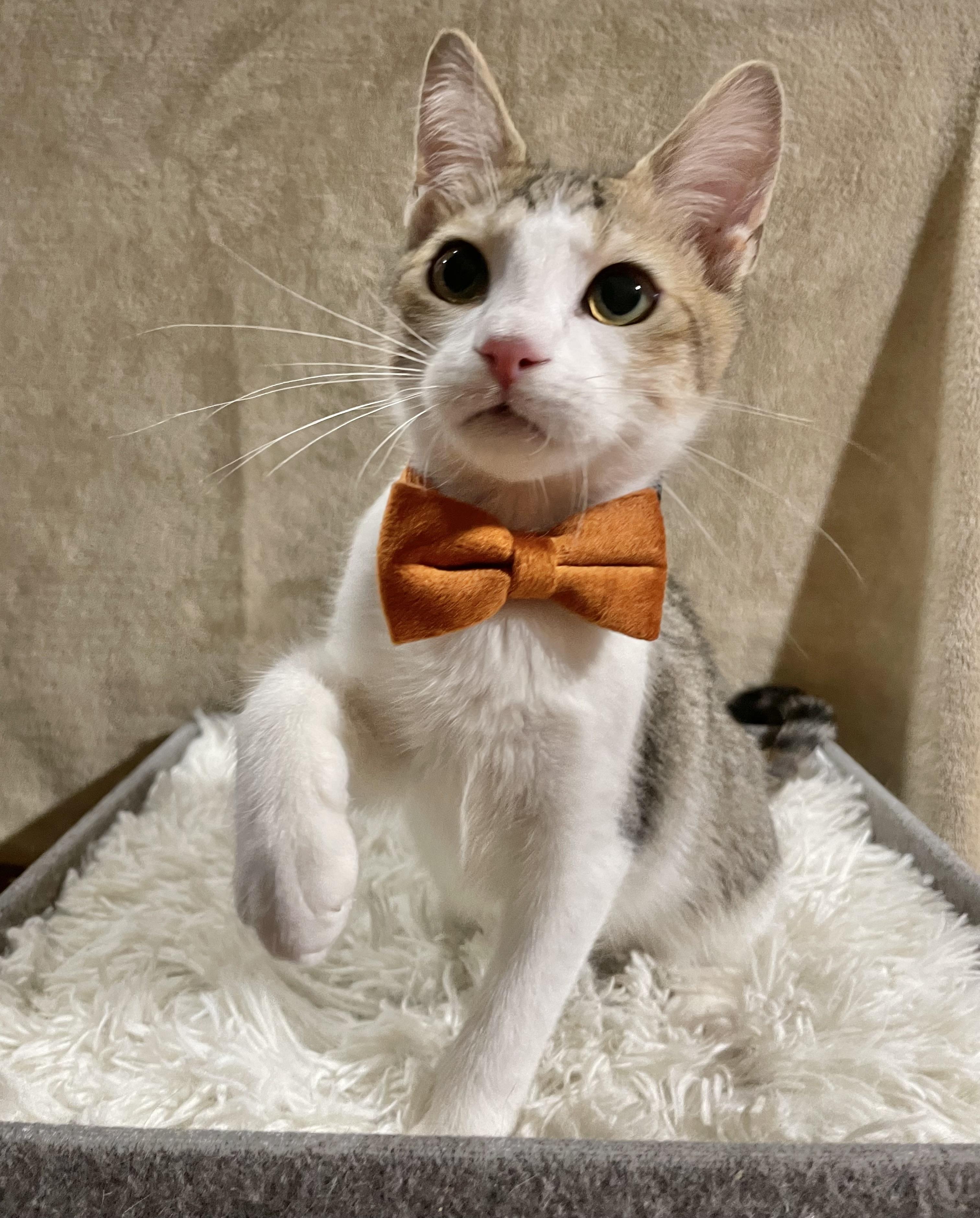 Enlarge Notorious C.A.T., a ADOPTABLE Domestic Short Hair in Bayside, NY image 5/6