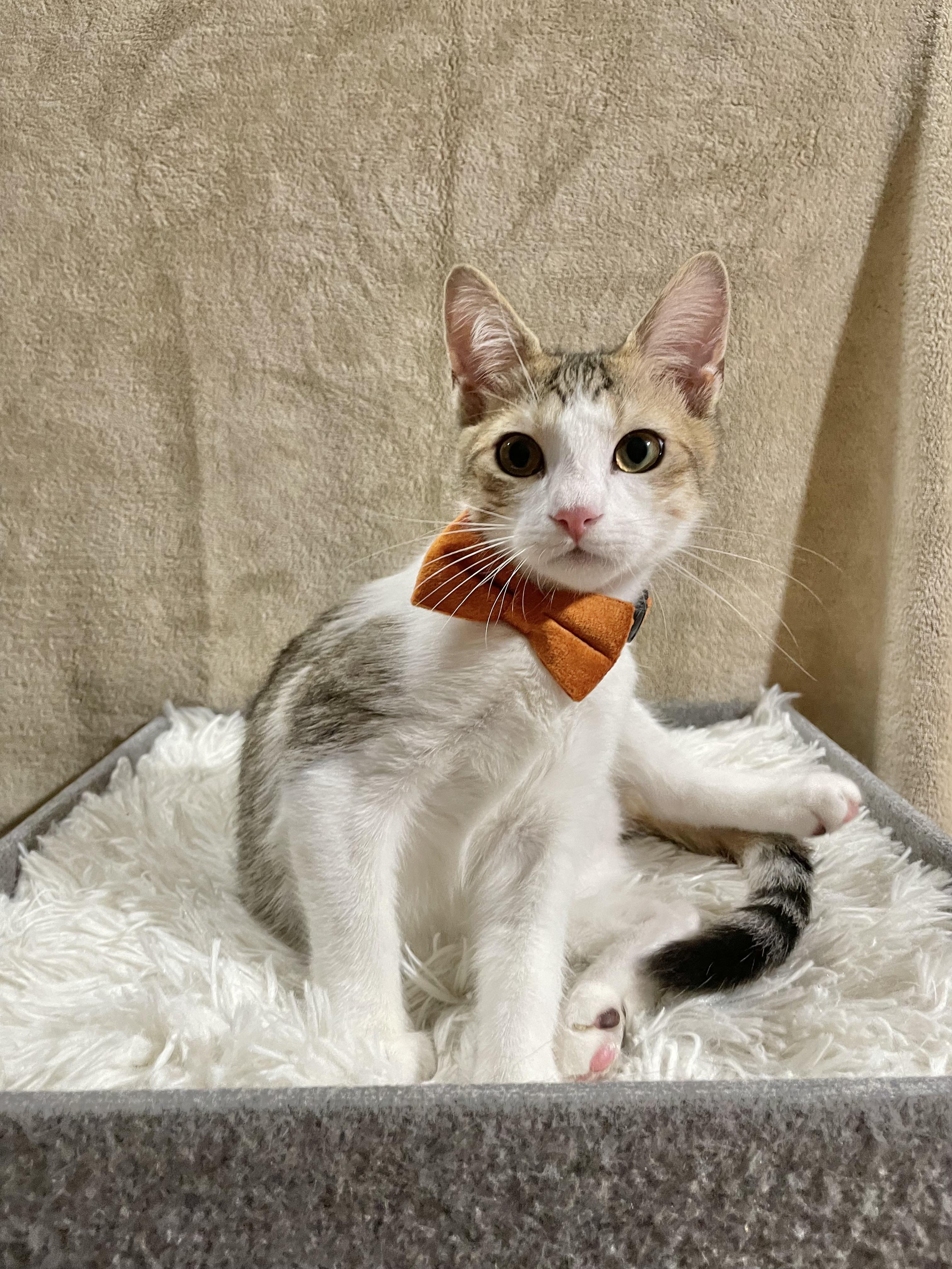 Enlarge Notorious C.A.T., a ADOPTABLE Domestic Short Hair in Bayside, NY image 6/6