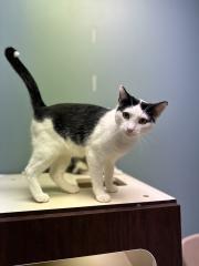 BROOKS, Adoptable, Young Male Domestic Short Hair.