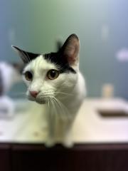 BROOKS, a Adoptable Domestic Short Hair in Chillicothe, OH image 2/4