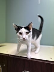 BROOKS, a Adoptable Domestic Short Hair in Chillicothe, OH image 3/4