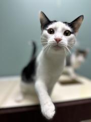 BROOKS, a Adoptable Domestic Short Hair in Chillicothe, OH image 4/4