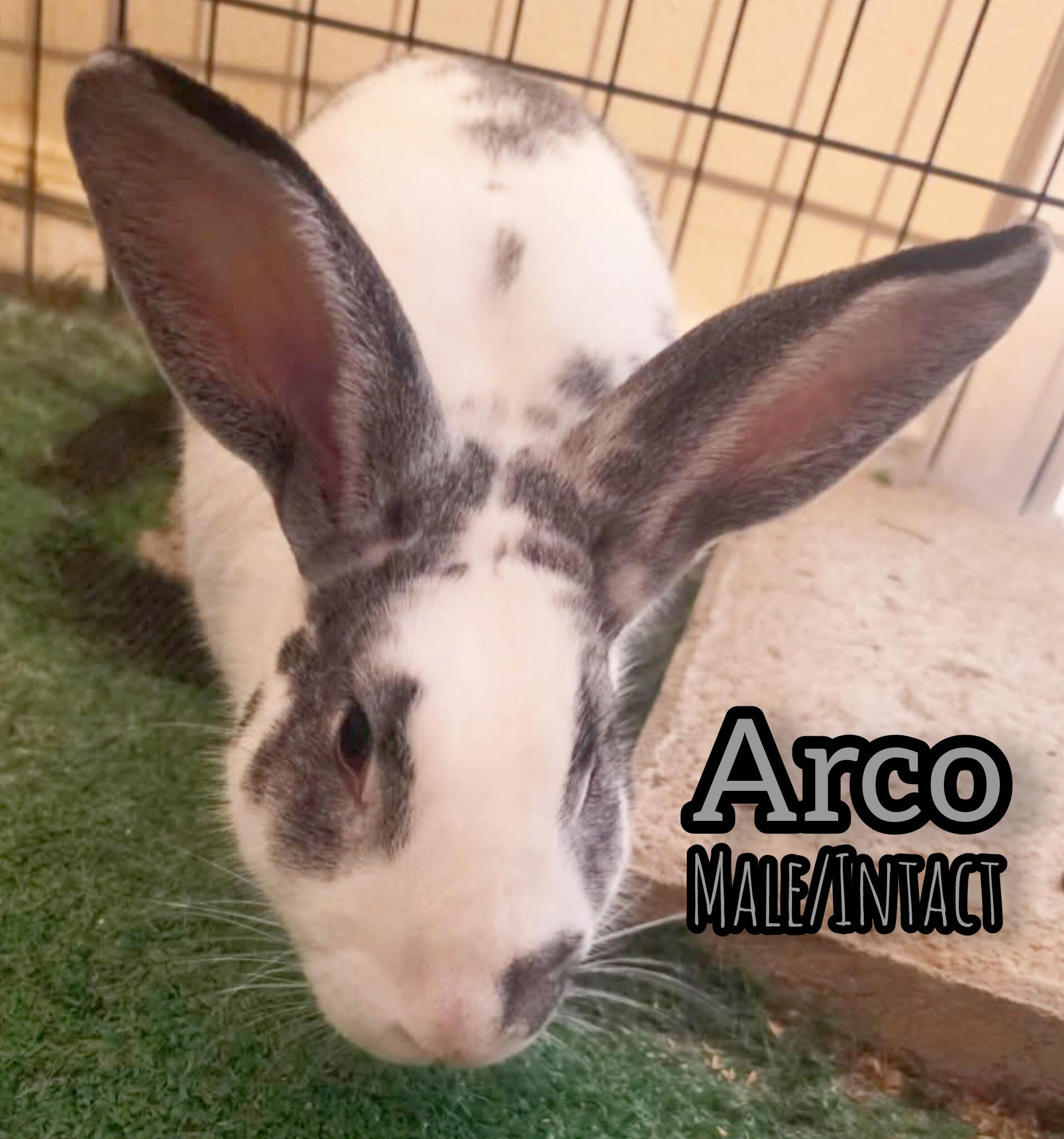 Arco, a ADOPTABLE mixed breed in Idaho Falls, ID image 1/2