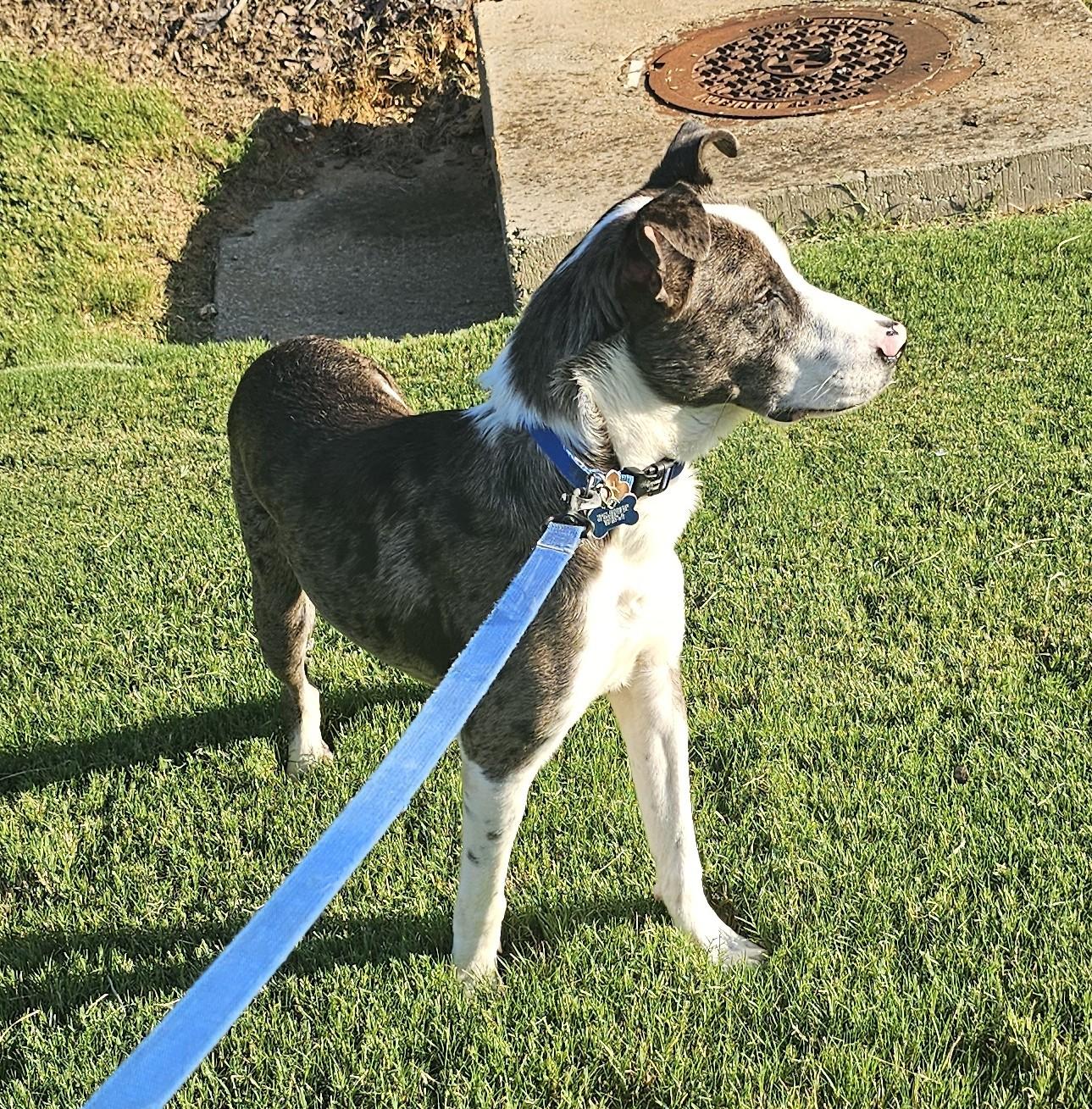 Buzz - AL, Adoptable, Young Male Catahoula Leopard Dog & Australian Shepherd.