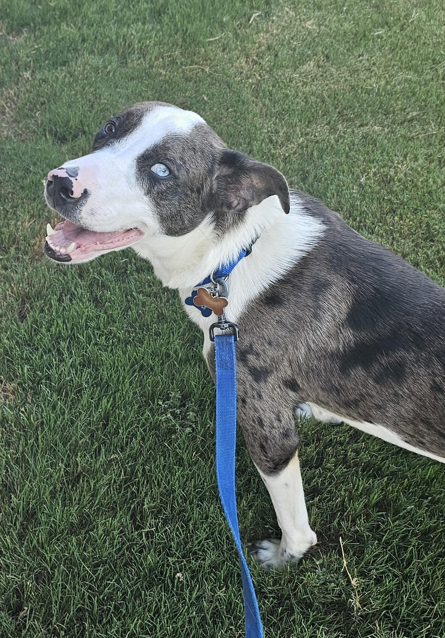 Enlarge Buzz - AL, a Adoptable mixed breed in Hoover, AL image 2/6