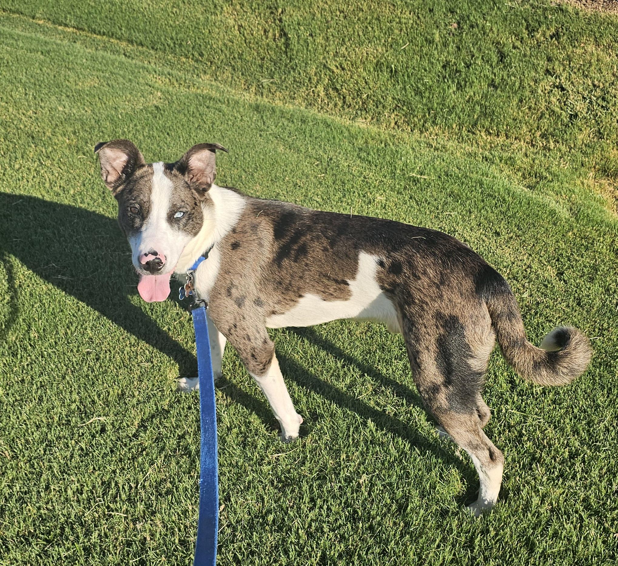 Enlarge Buzz - AL, a Adoptable mixed breed in Hoover, AL image 3/6