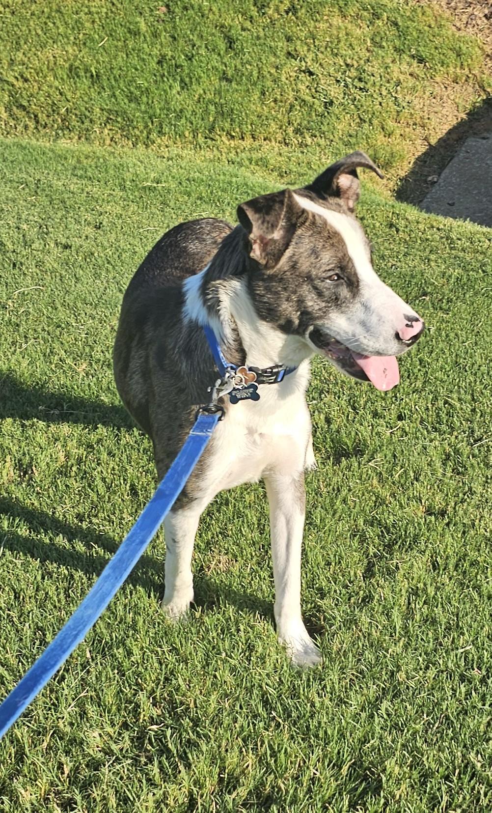 Enlarge Buzz - AL, a Adoptable mixed breed in Hoover, AL image 5/6