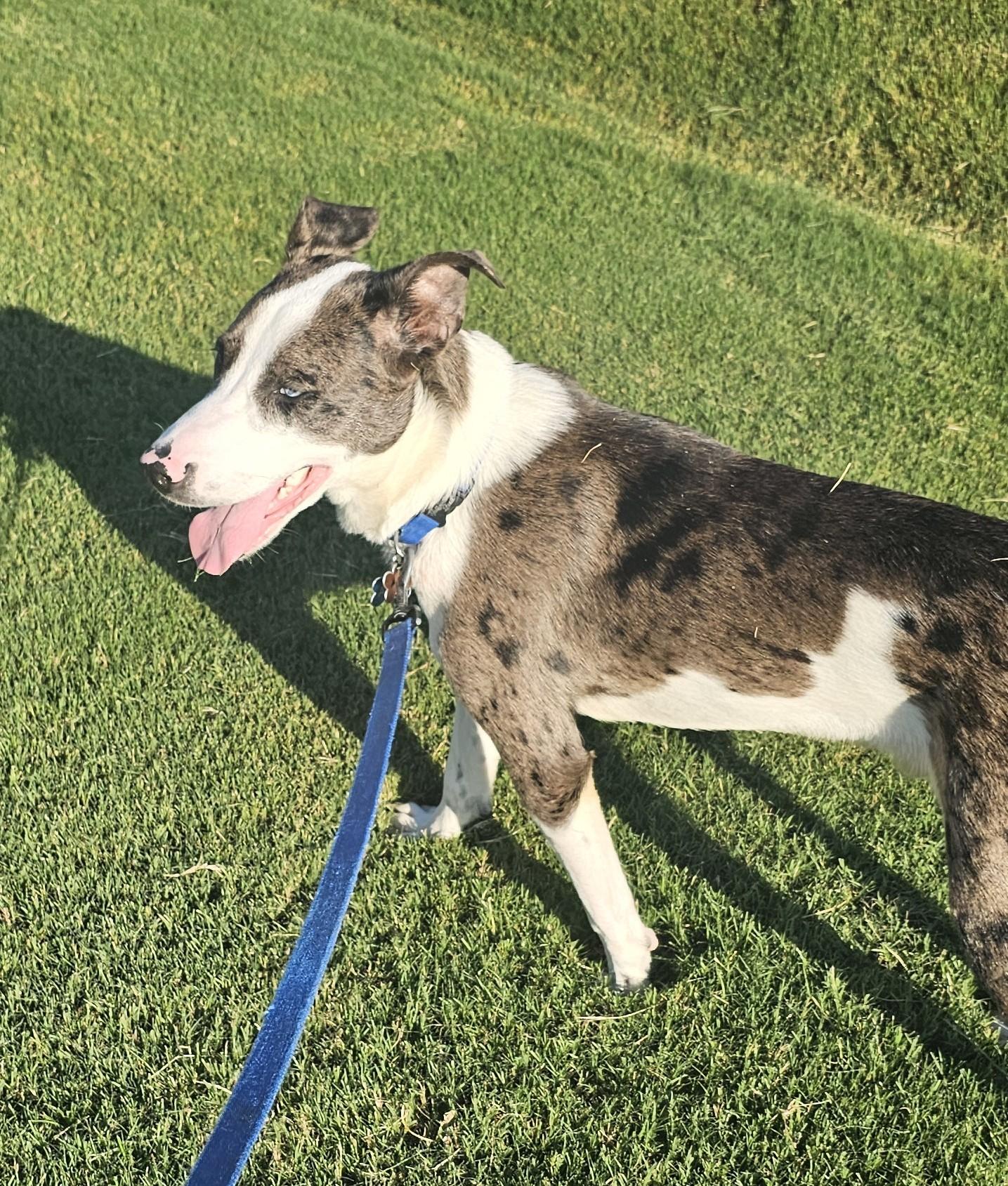 Enlarge Buzz - AL, a Adoptable mixed breed in Hoover, AL image 6/6