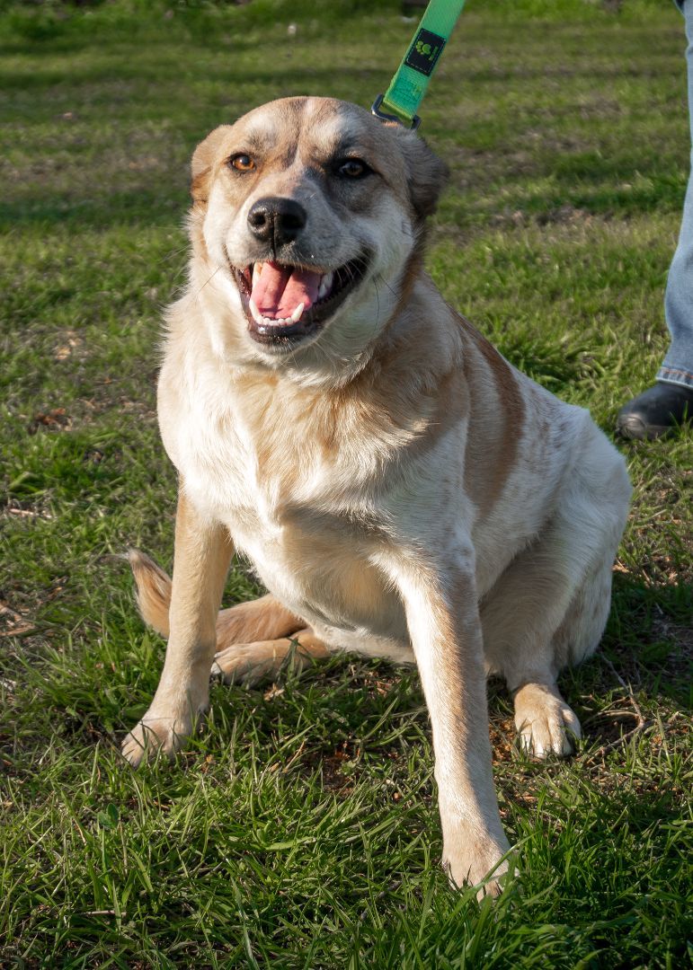 MURPHY , Adopted, Young Female Australian Cattle Dog / Blue Heeler.