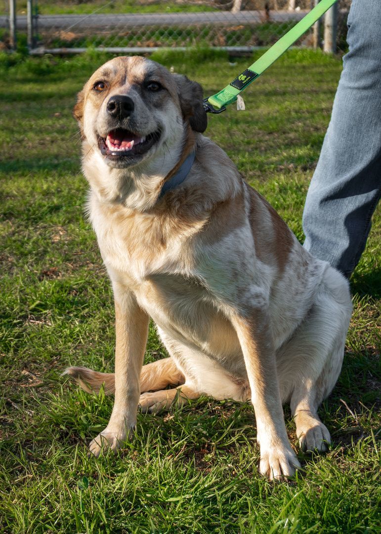 MURPHY , a Adopted mixed breed in Dallas, TX image 2/4