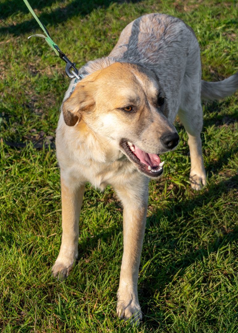 MURPHY , a Adopted mixed breed in Dallas, TX image 3/4