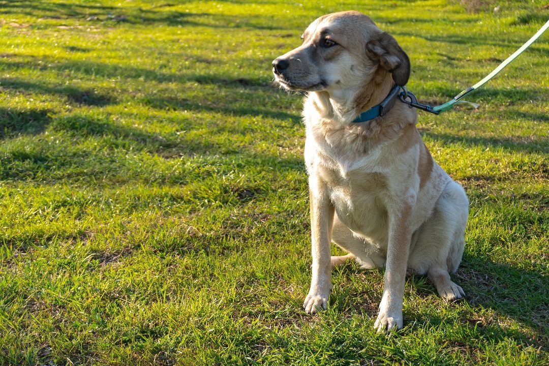 MURPHY , a Adopted mixed breed in Dallas, TX image 4/4