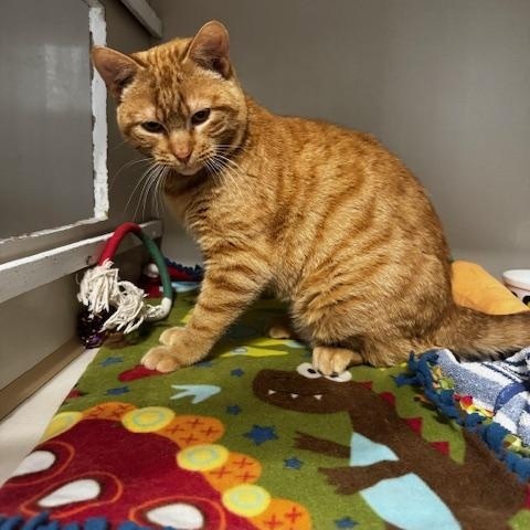 Red, an adopted Domestic Short Hair in Hutchinson, MN image 3/3