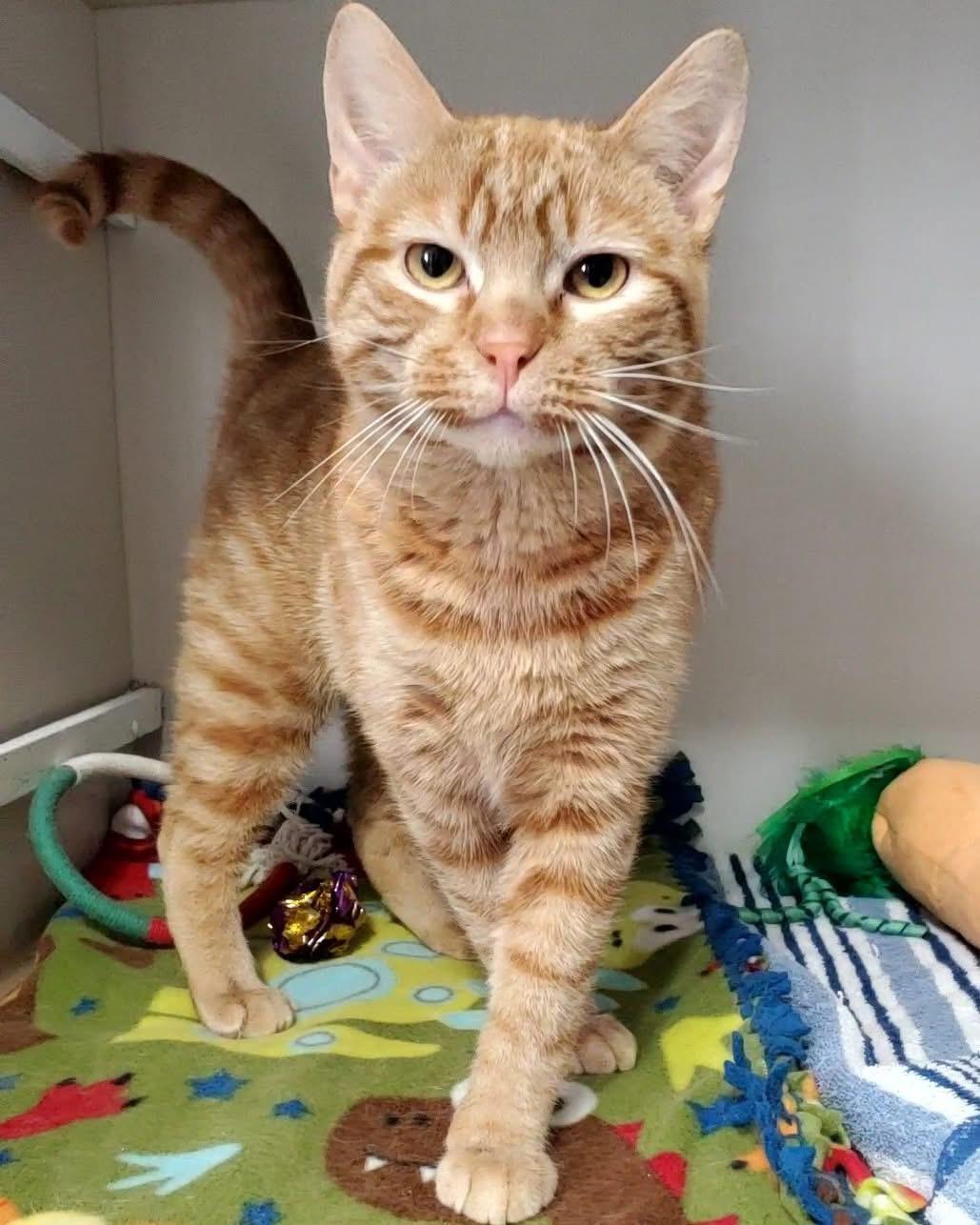 Red, an adopted Domestic Short Hair in Hutchinson, MN image 1/3