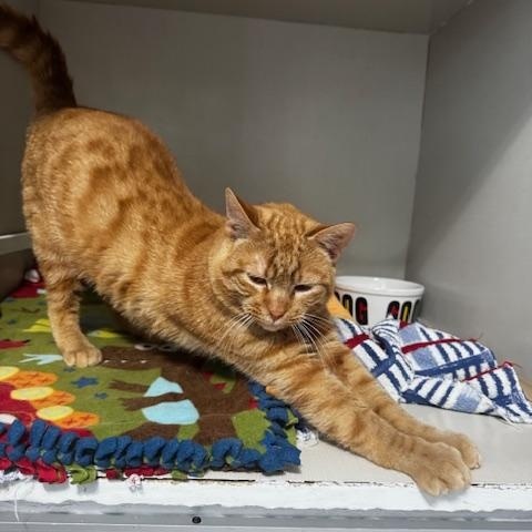 Red, an adopted Domestic Short Hair in Hutchinson, MN image 2/3