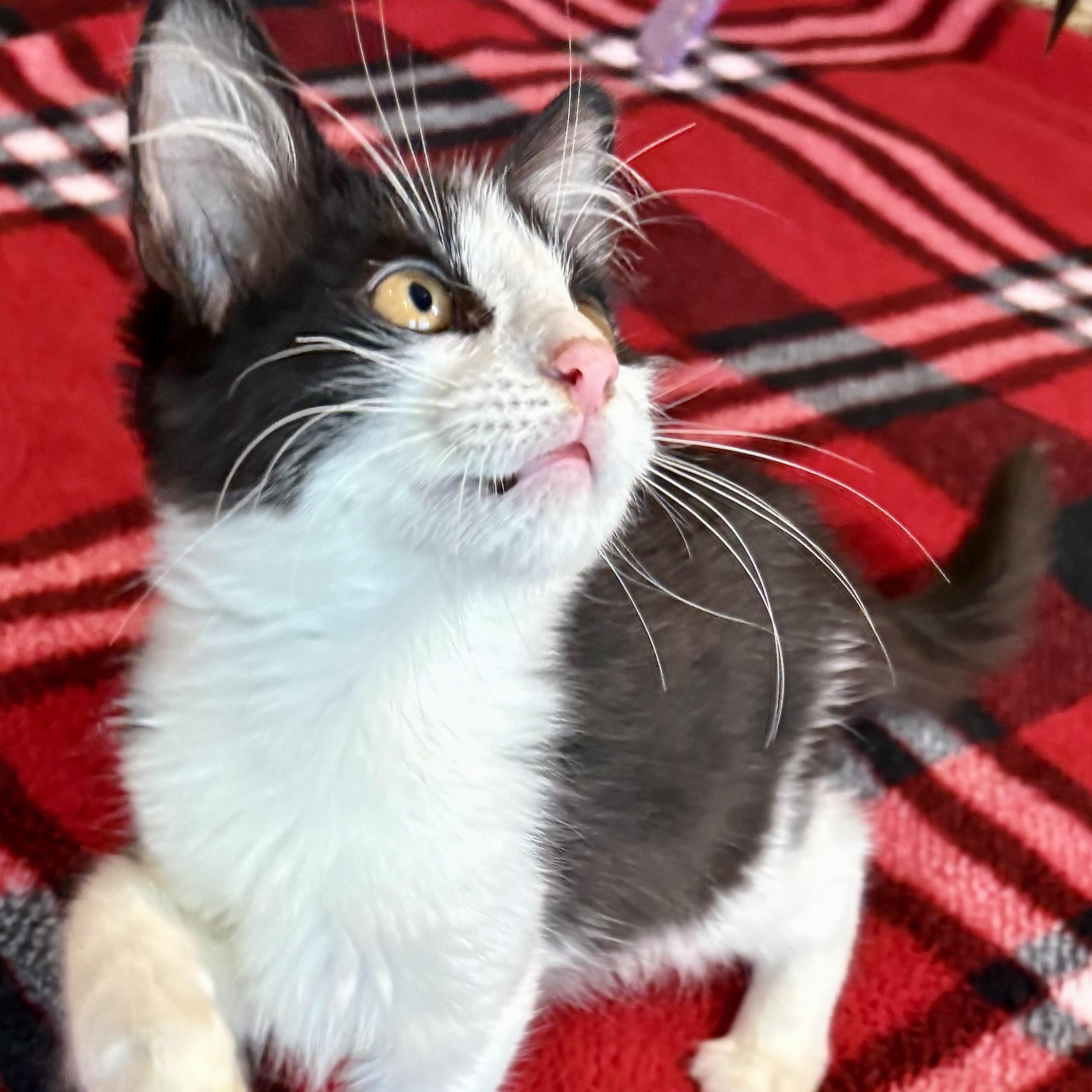 Enlarge Denai, a Adoptable Domestic Medium Hair in COLORADO SPRINGS, CO image 2/5