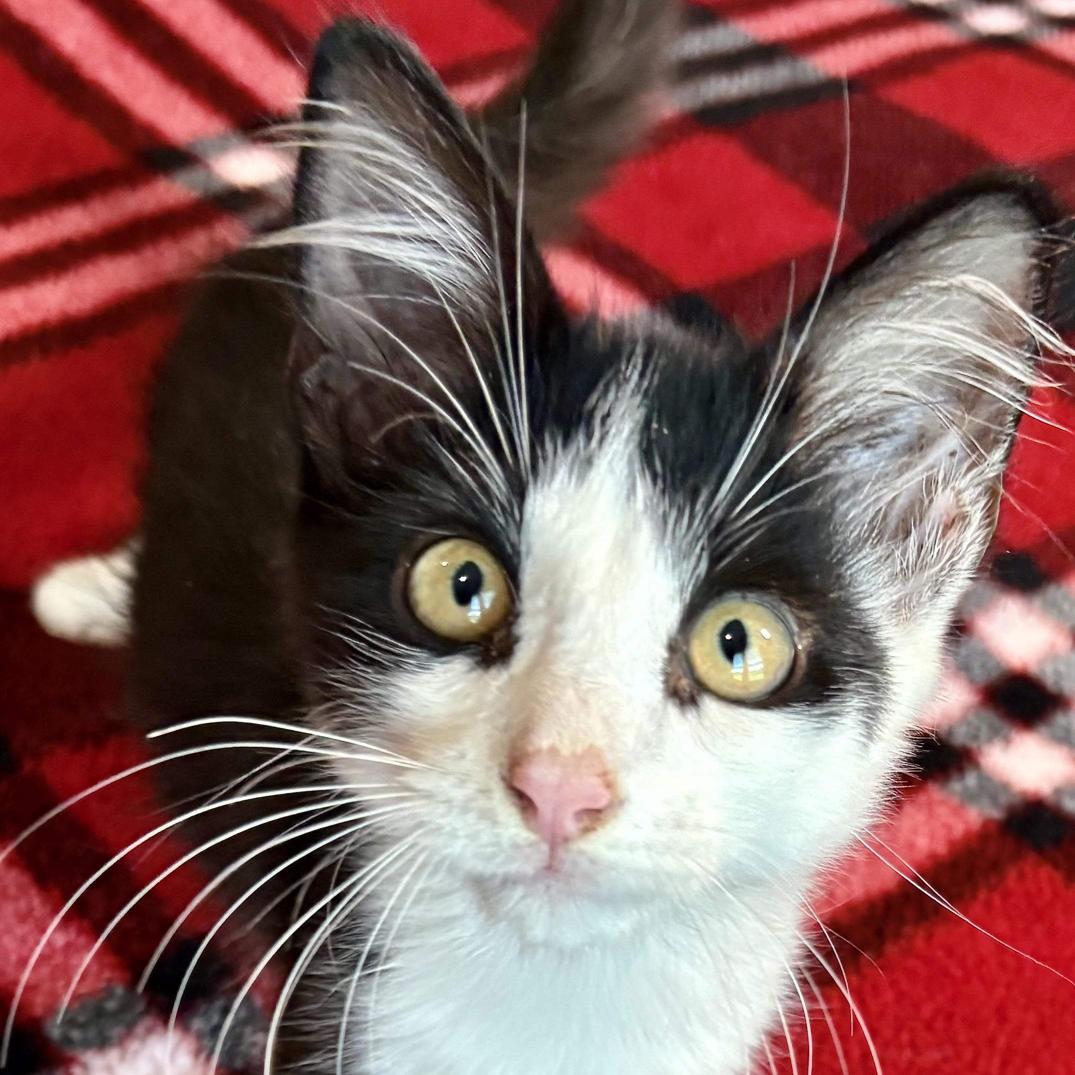 Enlarge Denai, a Adoptable Domestic Medium Hair in COLORADO SPRINGS, CO image 5/5