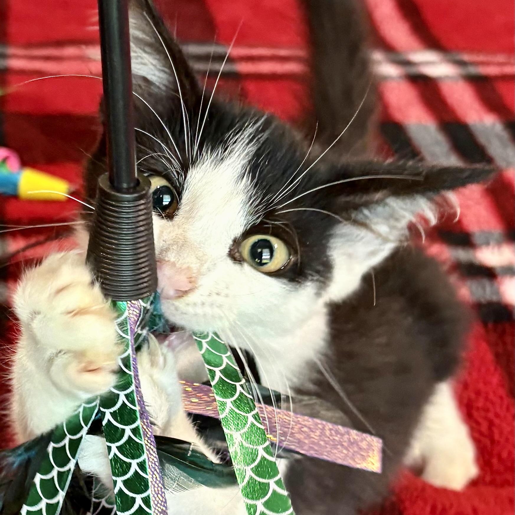 Enlarge Denai, a Adoptable Domestic Medium Hair in COLORADO SPRINGS, CO image 1/5
