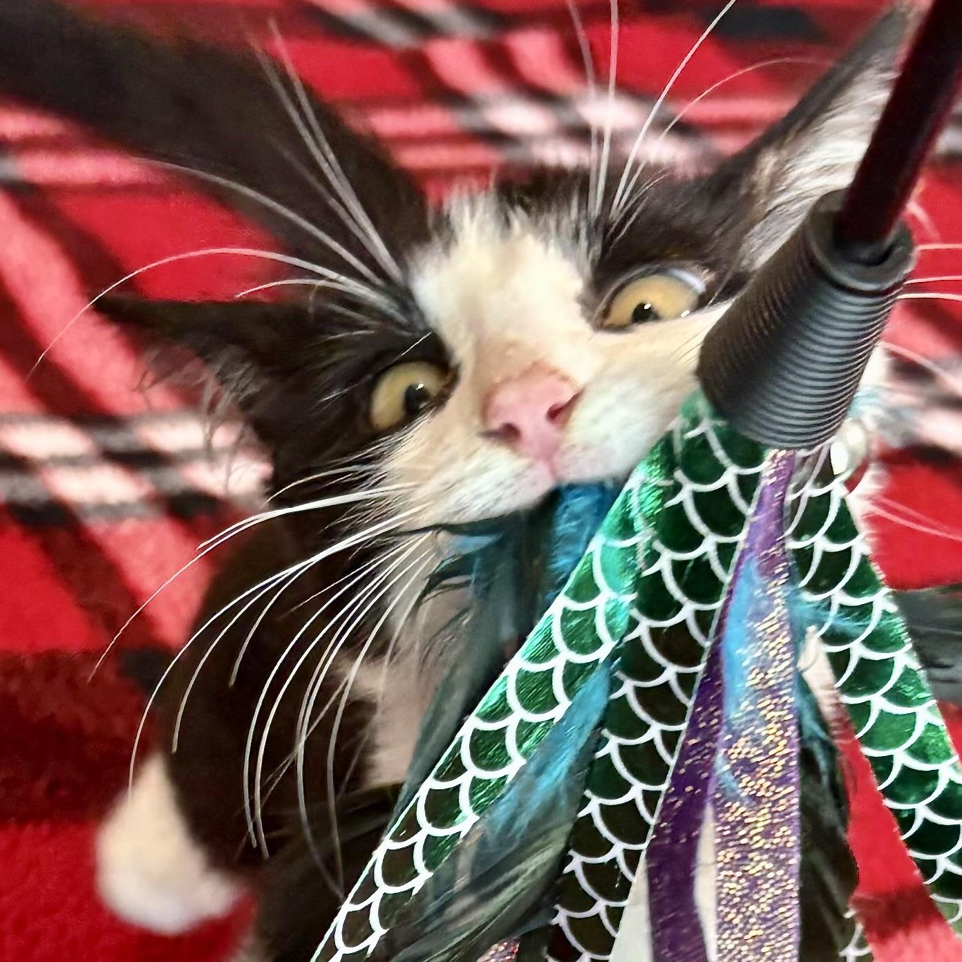 Enlarge Denai, a Adoptable Domestic Medium Hair in COLORADO SPRINGS, CO image 3/5