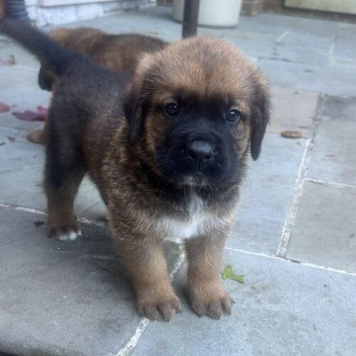 Enlarge Bosco, a Adoptable mixed breed in Lincolnshire, IL image 2/2