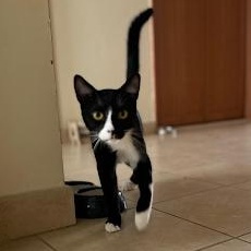 Domino, a ADOPTABLE Domestic Short Hair in Waltham, MA image 3/3