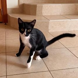 Domino, ADOPTABLE, Kitten Male Domestic Short Hair.