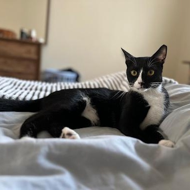 Domino, a ADOPTABLE Domestic Short Hair in Waltham, MA image 2/3