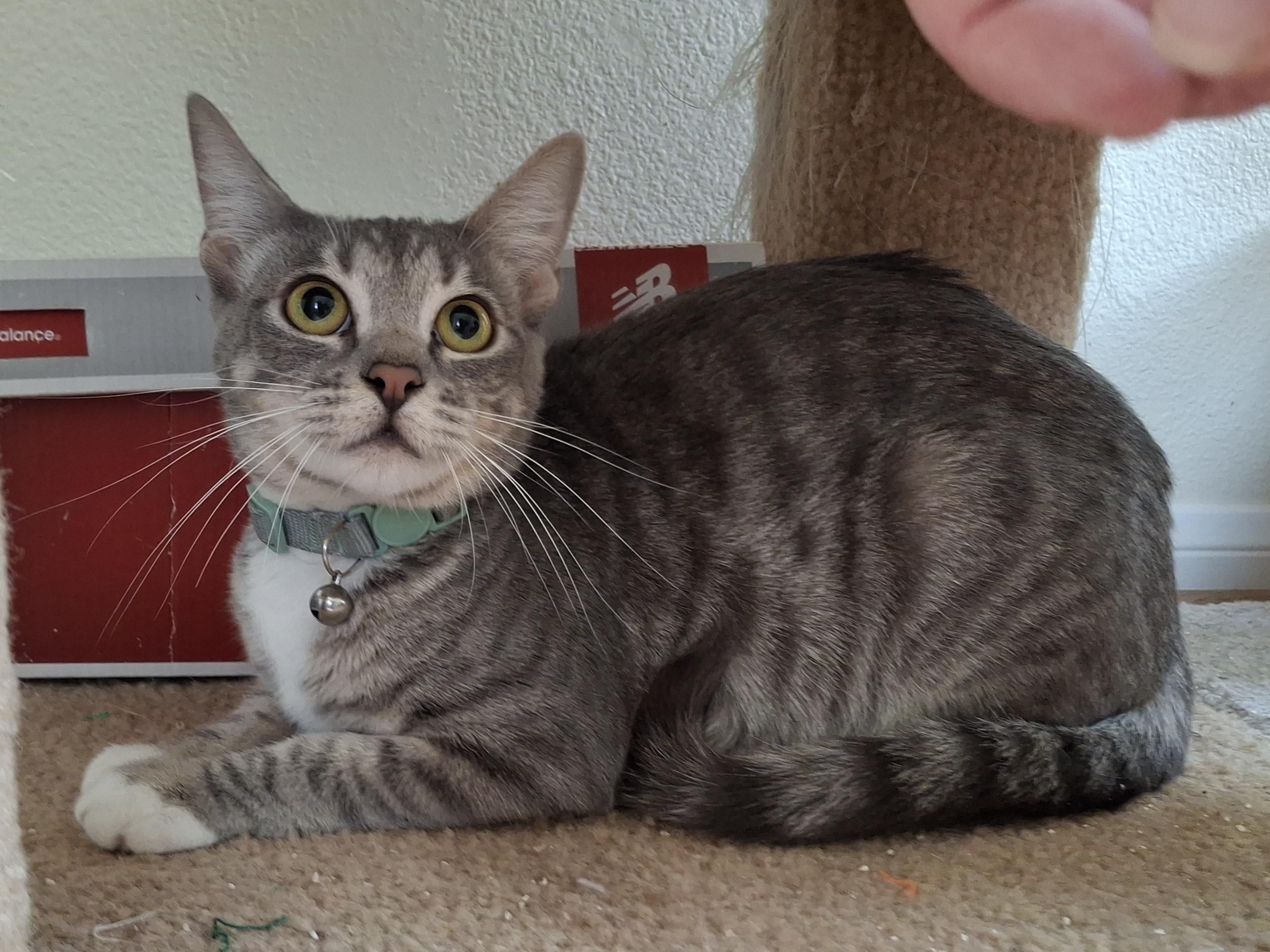 Rosebud, a Adoptable mixed breed in Buena Park, CA image 2/6