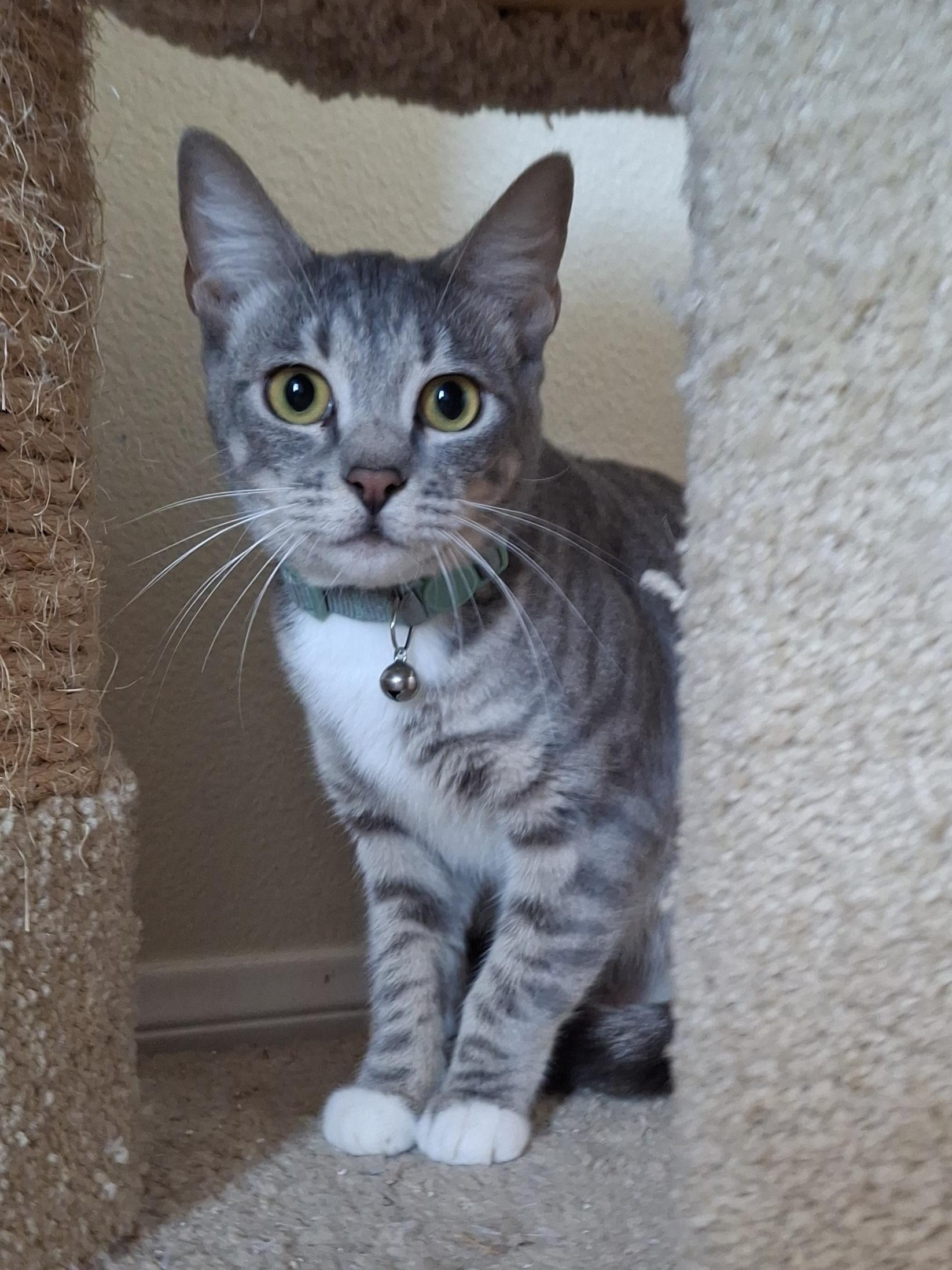 Rosebud, a Adoptable mixed breed in Buena Park, CA image 3/6