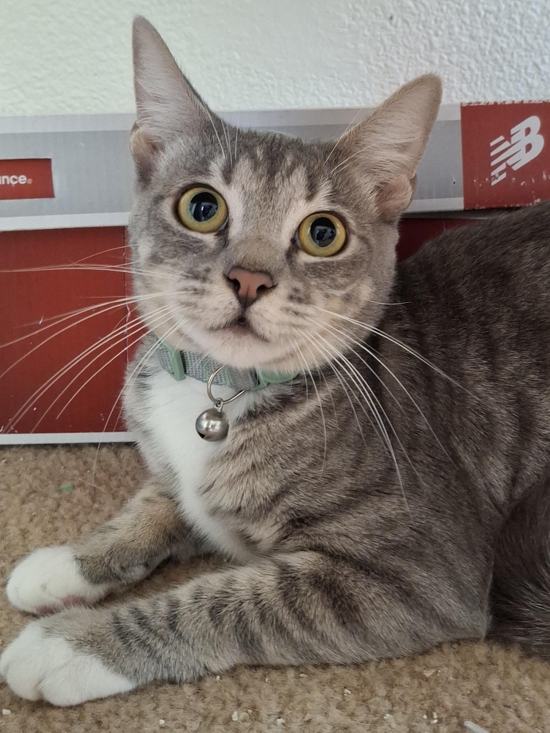 Rosebud, a Adoptable mixed breed in Buena Park, CA image 5/6