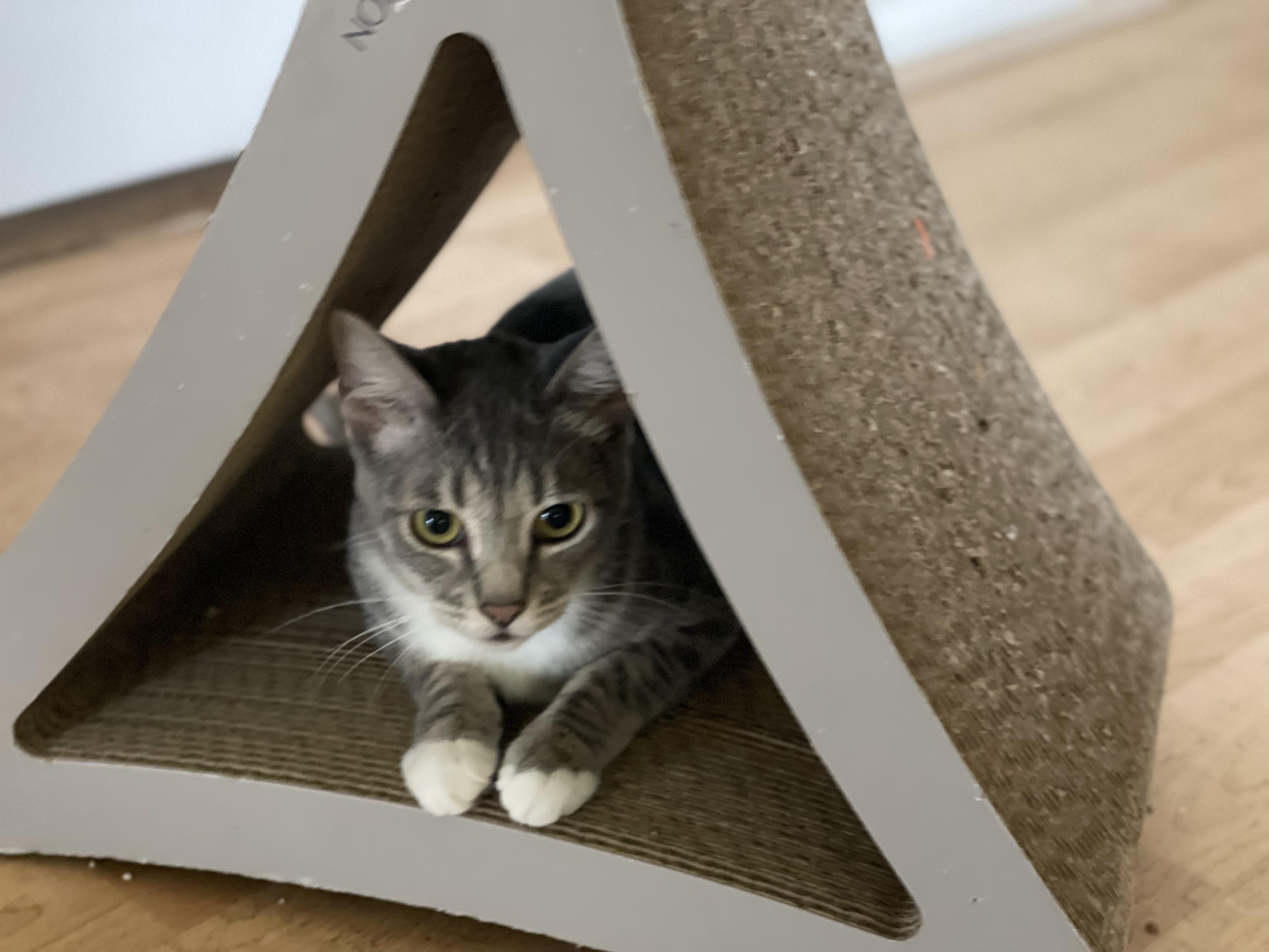 Rosebud, a Adoptable mixed breed in Buena Park, CA image 6/6