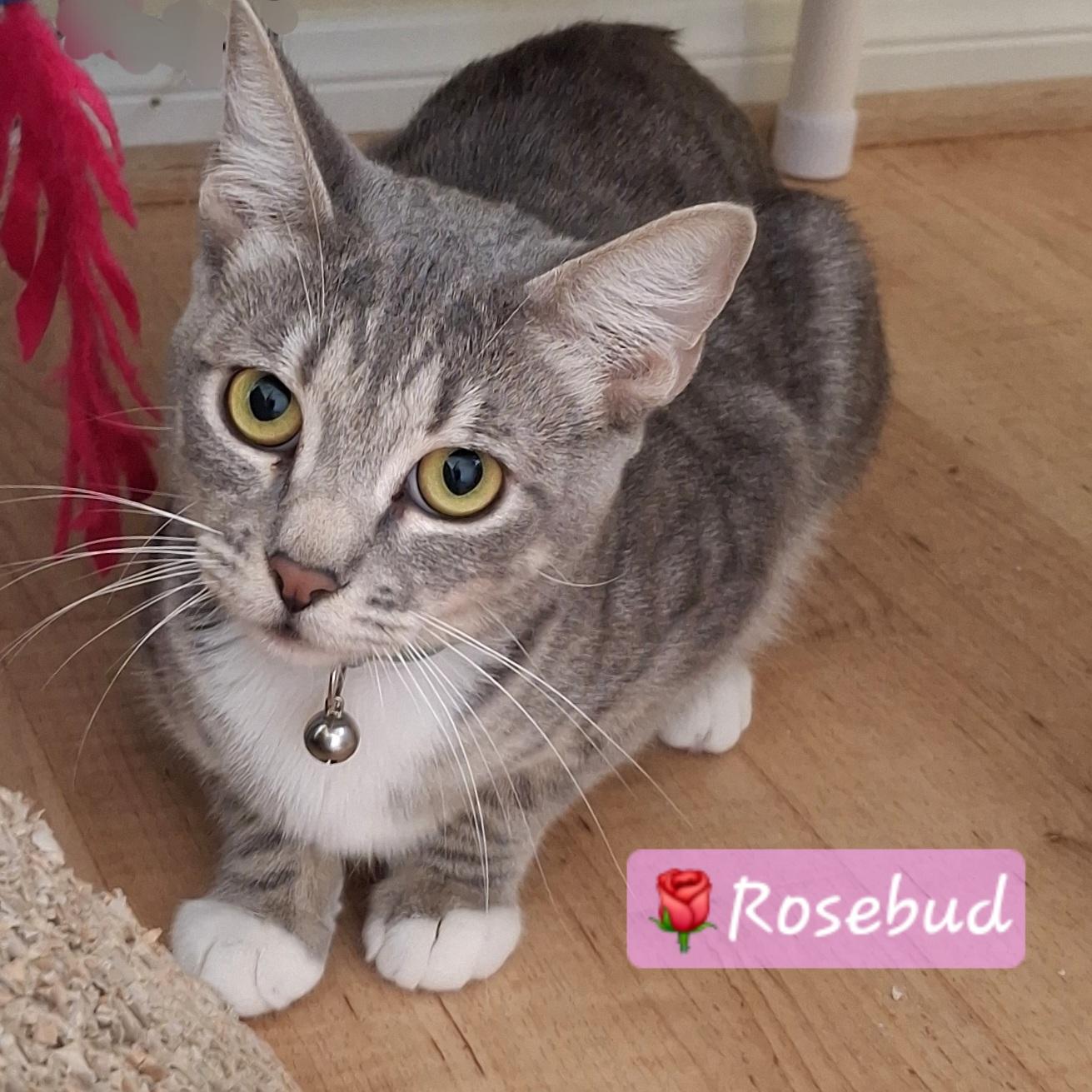 Rosebud, a Adoptable mixed breed in Buena Park, CA image 1/6